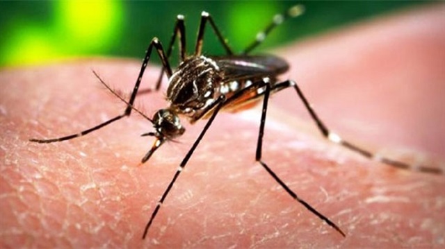 Zika virüsü Dominik'te 2 can aldı