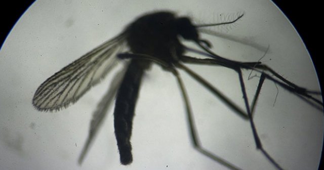 Zika virüsü için önemli açıklama