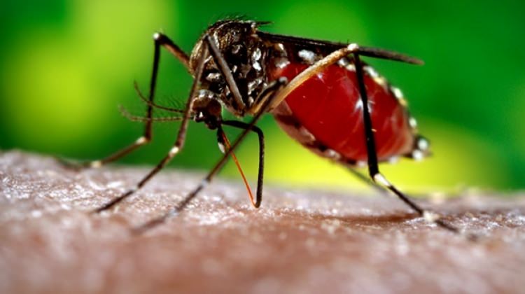 Zika virüsü kansere umut oldu!