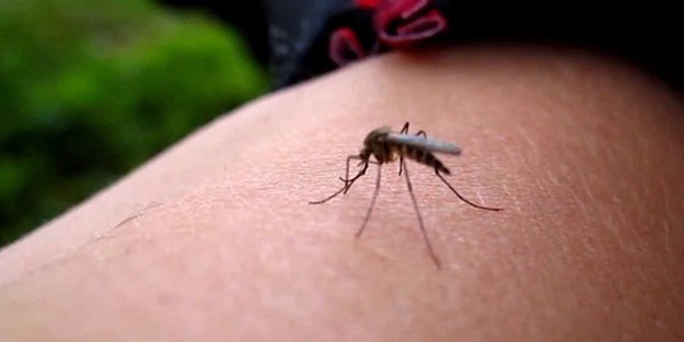 Zika virüsü nedir?