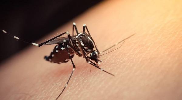 Zika virüsü nedir? Zika virüsü hangi ülkelerde görüldü?