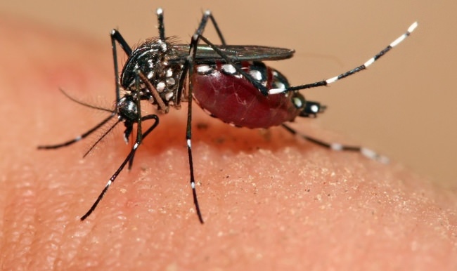 Zika virüsünden ilk ölüm gerçekleşti