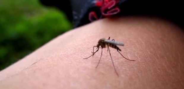 Zika virüsünden korunmanın 10 yolu