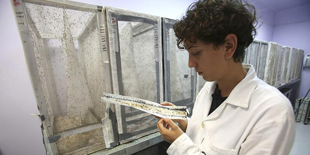 Zika virüsüne karşı ortak mücadele çağrısı