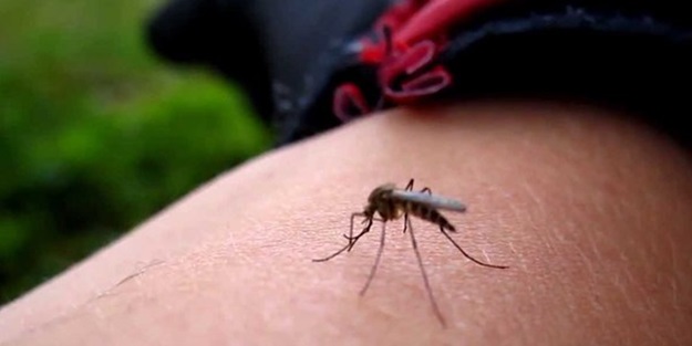 Zika virüsünde önemli gelişme