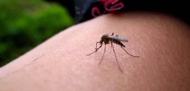 Zika virüsünün küresel ısınma ile bağlantısı araştırılıyor