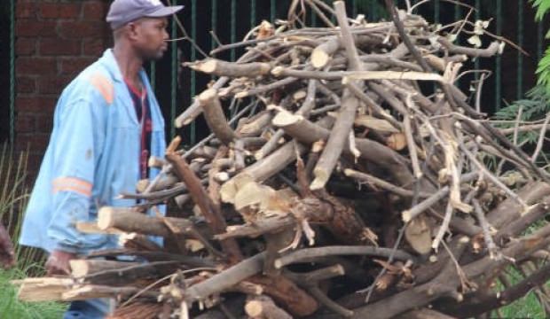 Zimbabve'de elektrikleri kesilen halk, yakacak için ağaç kesiyor