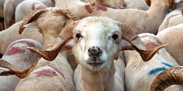 Zincir marketlerde kesilen kurban kurban olur mu caiz olur mu?
