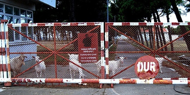 Zincirbozan'da hayvanlar otluyor