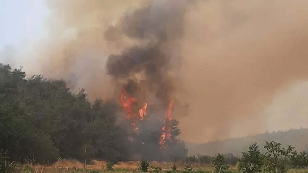 Zirai alanı yakan haysiyetsiz paketlendi