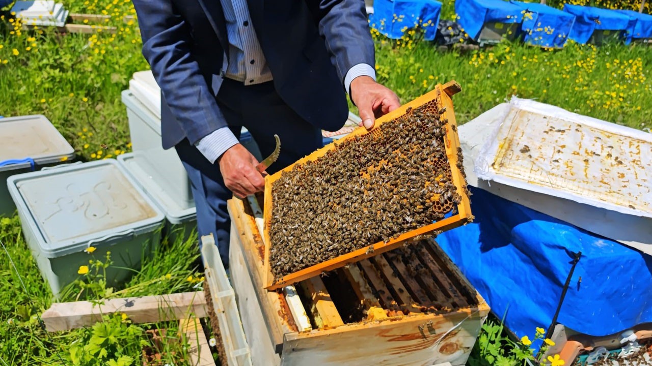 Zirai don arıları da vurdu!