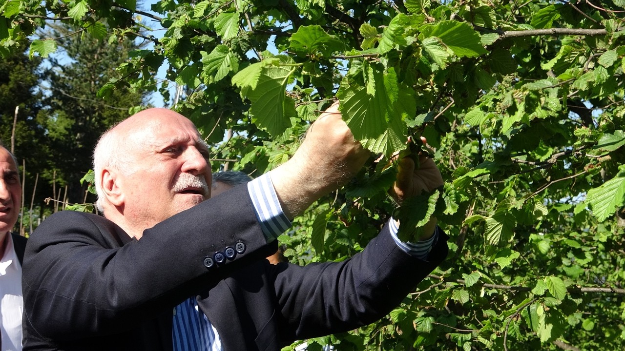 Zirai don fındık bahçelerini vurdu! Bayraktar’dan rekolte ve destek uyarısı