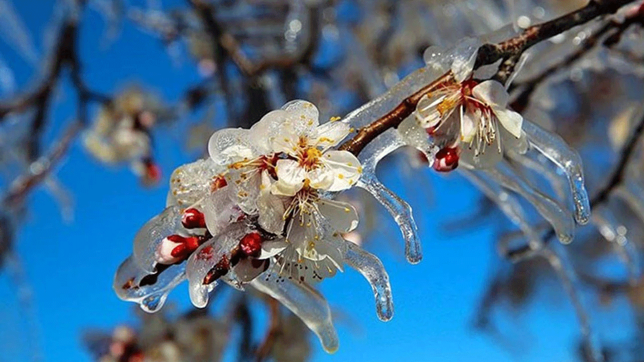 Zirai don kapıda! Çiftçilere kritik uyarı yapıldı
