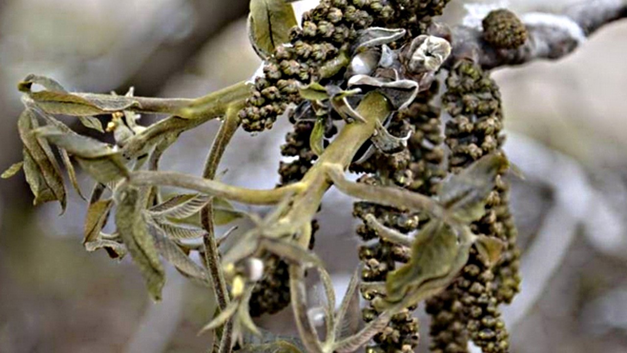 Zirai don: Ben 'Böyle bir şey görmedim' diyerek Türkiye'ye duyurdu Kimse beklemesin