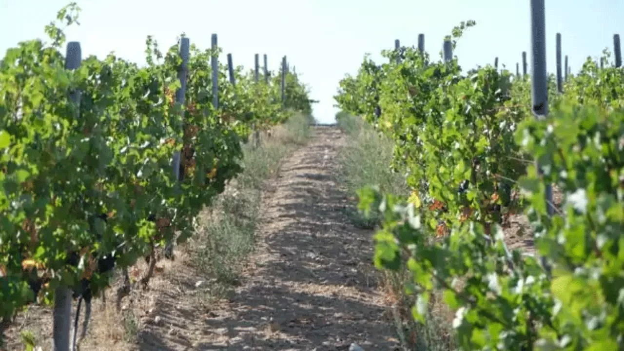 Zirai dondan etkilenen çiftçiye destek müjdesi!