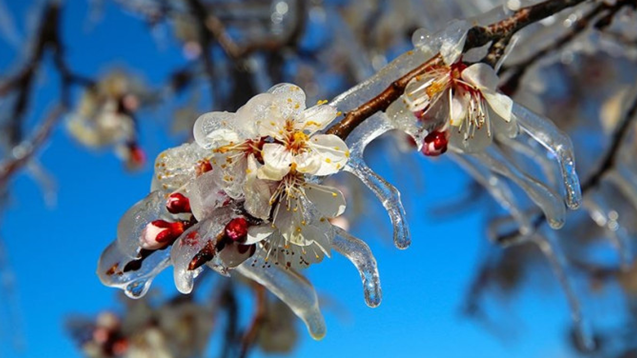 Zirai dondan etkilenen üreticilere destek ödemesi