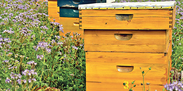 Zirai ilaçlar arıcılığı tehdit ediyor