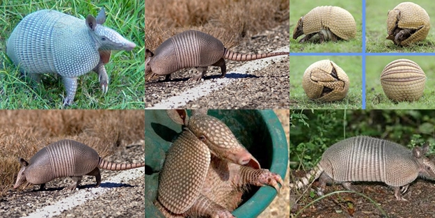 Zırhlı hayvan Armadillo - FOTO