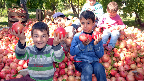 ''Zivzik narı'' üreticisini sevindirdi