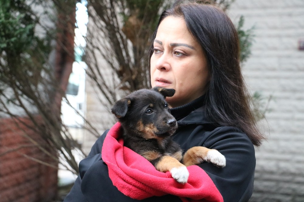 Zonguldak’ın Kozlu ilçesinde 8 köpek yavrusundan 7’si ormanlık alanda ölü bulundu 