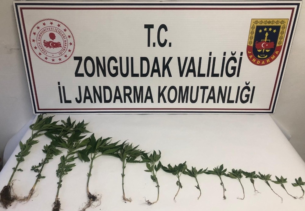 Zonguldak’ta 14 kök kenevir bitkisi ele geçirildi 