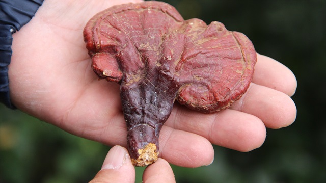 Zonguldak'ta 4 yıldır aradığı mantarı buldu