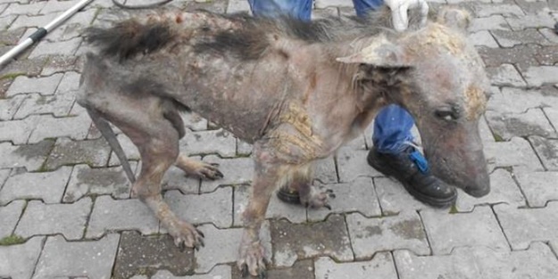 Bu halde bulunmuştu! Şimdi gören tanıyamıyor