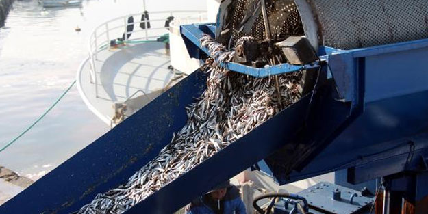 Zonguldak'ta hamsi bereketi, yüzleri güldürüyor