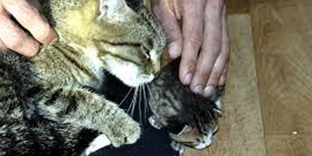 Zonguldak'ta iki duvar arasına sıkışan kedi yavrusu kurtarıldı