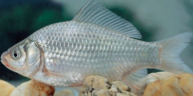 Zonguldak'ta 'İsrail sazanı' endişesi