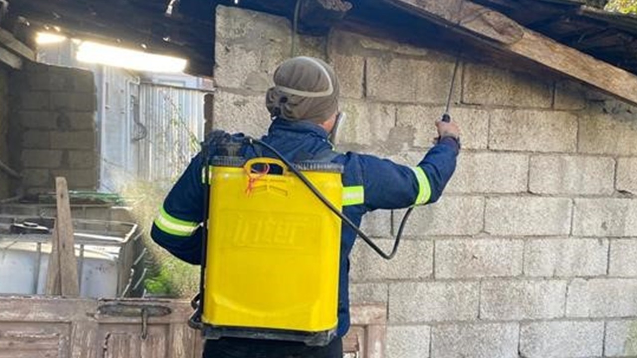 Zonguldak’ta kahverengi kokarca alarmı