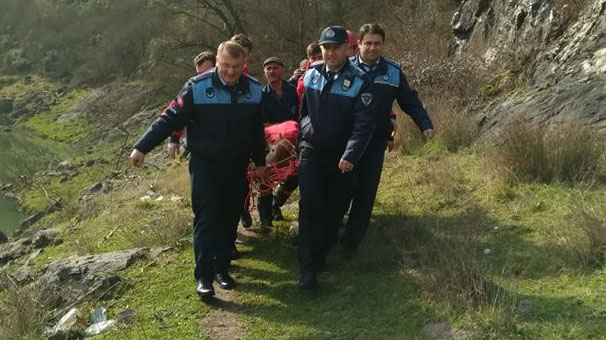 Zonguldak'ta kayalıkların arasından kurtarılan danayı sedyeyle taşıdılar