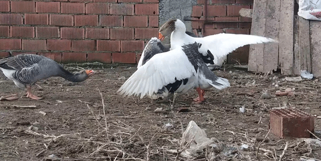 'Kaz dövüşü' operasyonunda binlerce lira ceza!