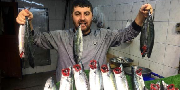 Zonguldak'ta palamutun boyu uzadı, fiyatı aynı kaldı