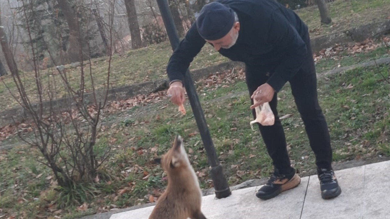 Zonguldak’ta sıra dışı dostluk! Misafirhane görevlisi aç tilkiyi ellerinden besledi
