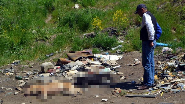 Zonguldak'ta sokak köpeklerinin zehirlendiği iddiası