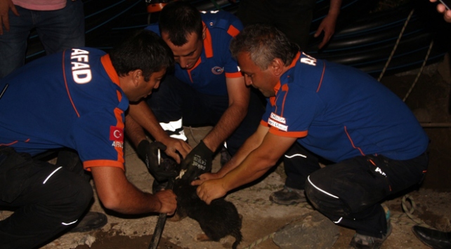 Zonguldak'ta sondaj kuyusuna düşen yavru köpek kurtarıldı