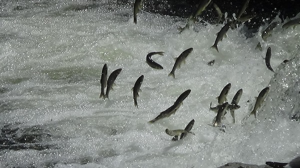 Zorlu göç bu sene sorunsuz bitti