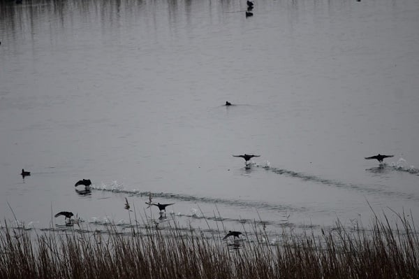 Zorlu görev! Kuşları tek tek saydılar