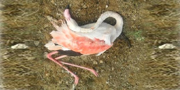 Kış şartlarına onlar da dayanamadı! 12 flamingo telef oldu