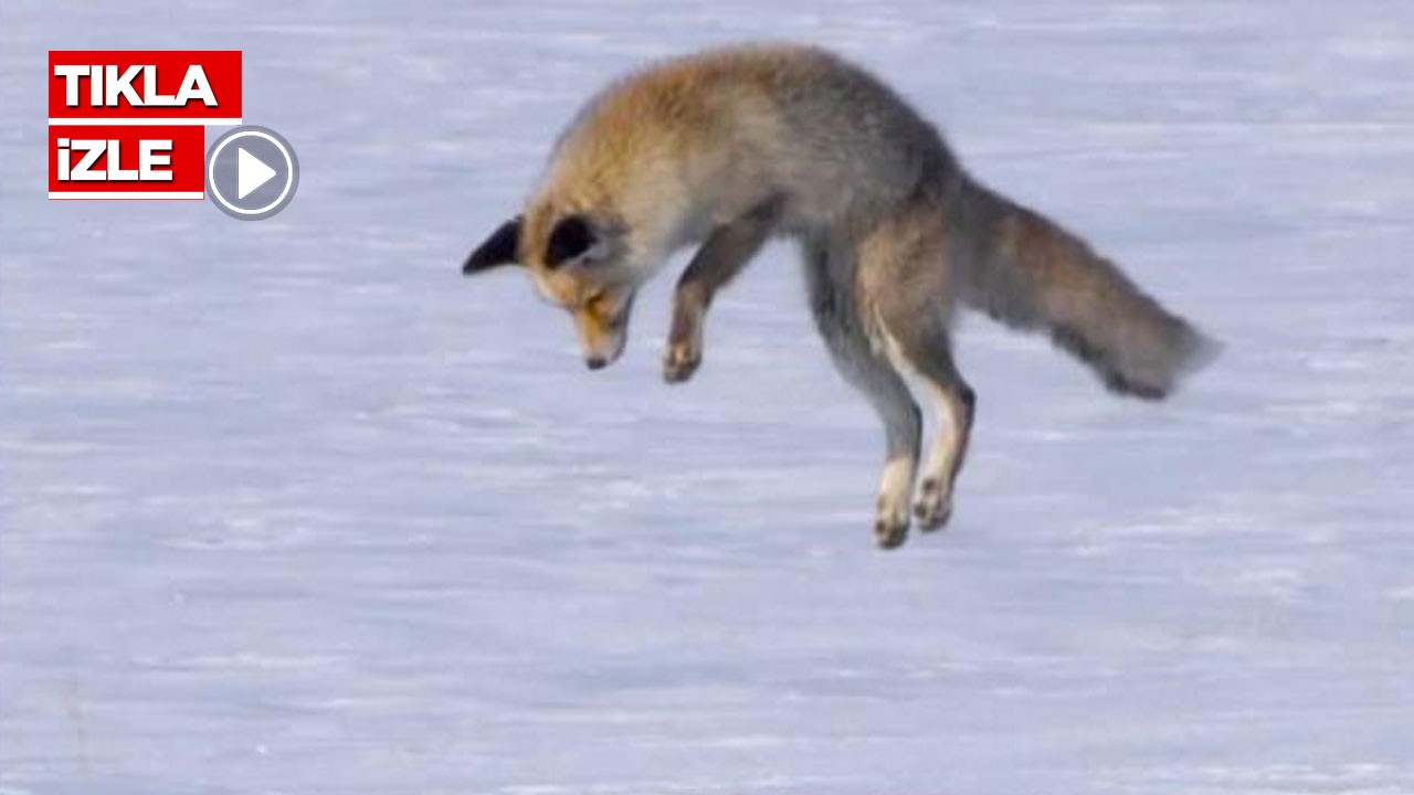 Zorlu kış şartlarında tilkinin fare avı kamerada