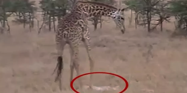 Zürafa 16 aylık bebeği çiğneyerek öldürdü!