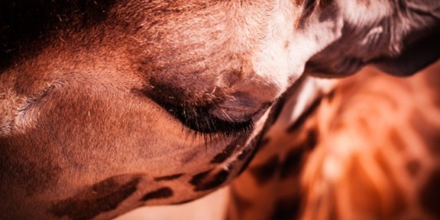 Zürafalar nasıl uyur sorusunun cevabı... - FOTO