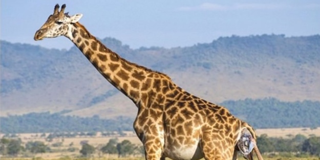 Zürafanın doğum anı görüntülendi!