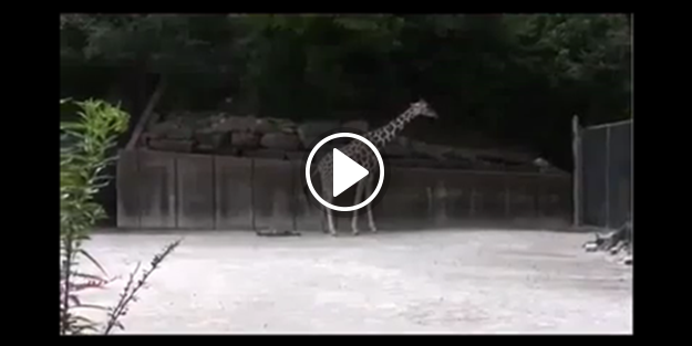 Zürafanın doğum anını gördünüz mü?