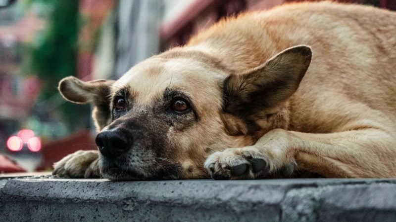 Almanya'da belediyeler para bastı! ‘Köpek vergisi’nden 429,7 milyon avro gelir
