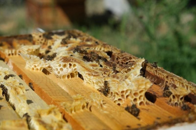Arıcılara destek müjdesi! Başvuru süresi uzatıldı