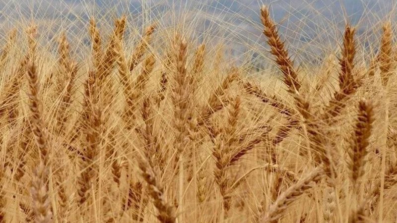 Aylar sonra bir ilk! Buğday fiyatlarında sert düşüş