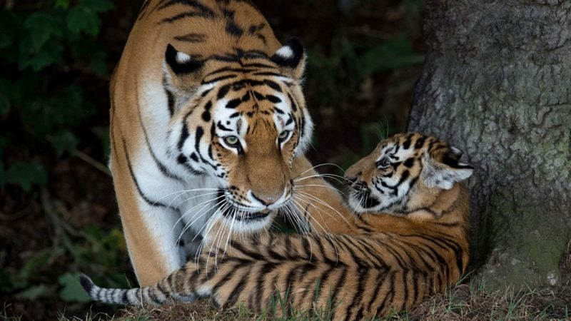 Bengal kaplanı saldırdı! Hayvanat bahçesinde korkunç ölüm