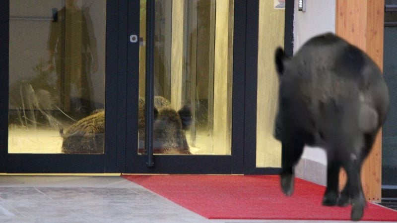 Binaya dalan yaban domuzu polis operasyonuyla etkisiz hale getirildi